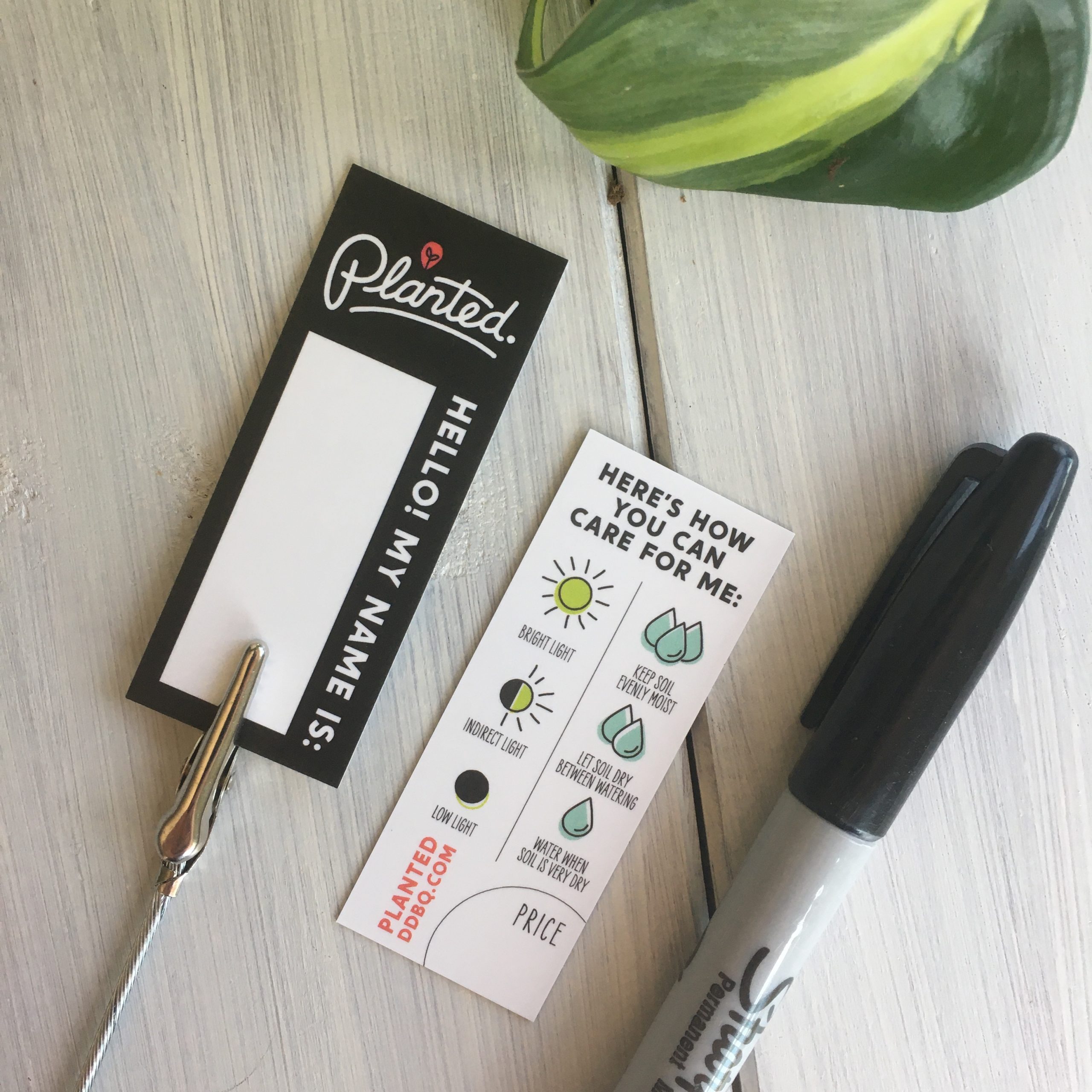 planted-plantstakes1