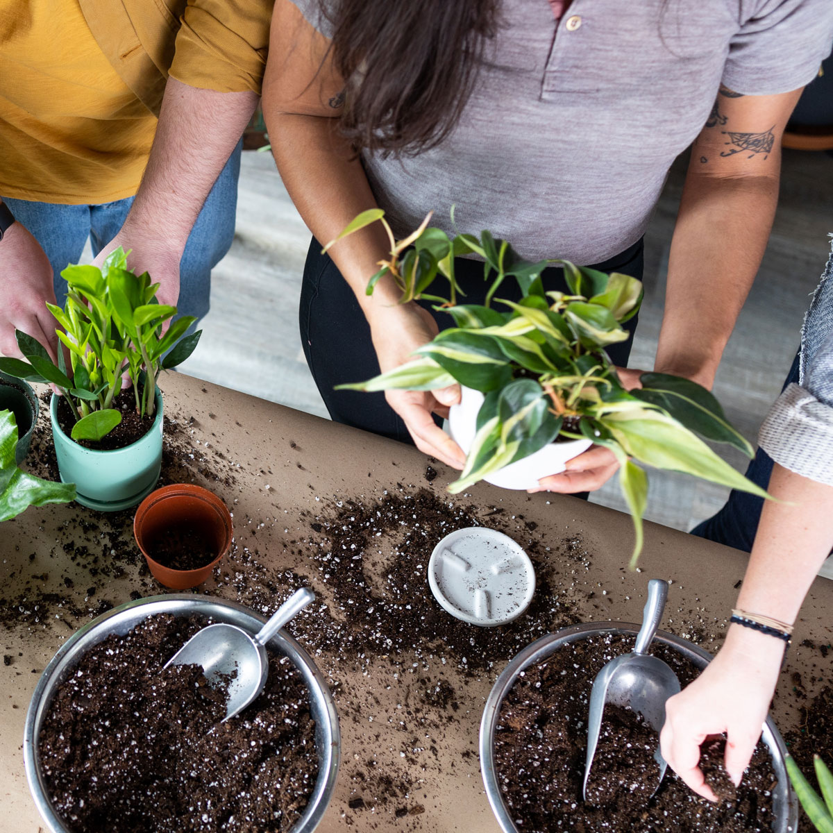 planted-square-pottingparty