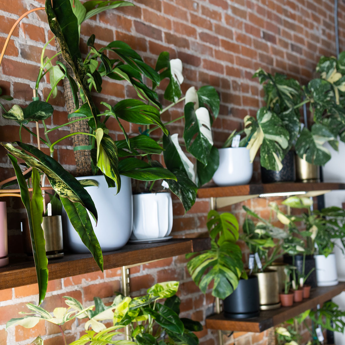 planted-square-shop3