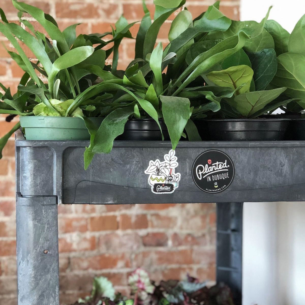 planted-square-shop5