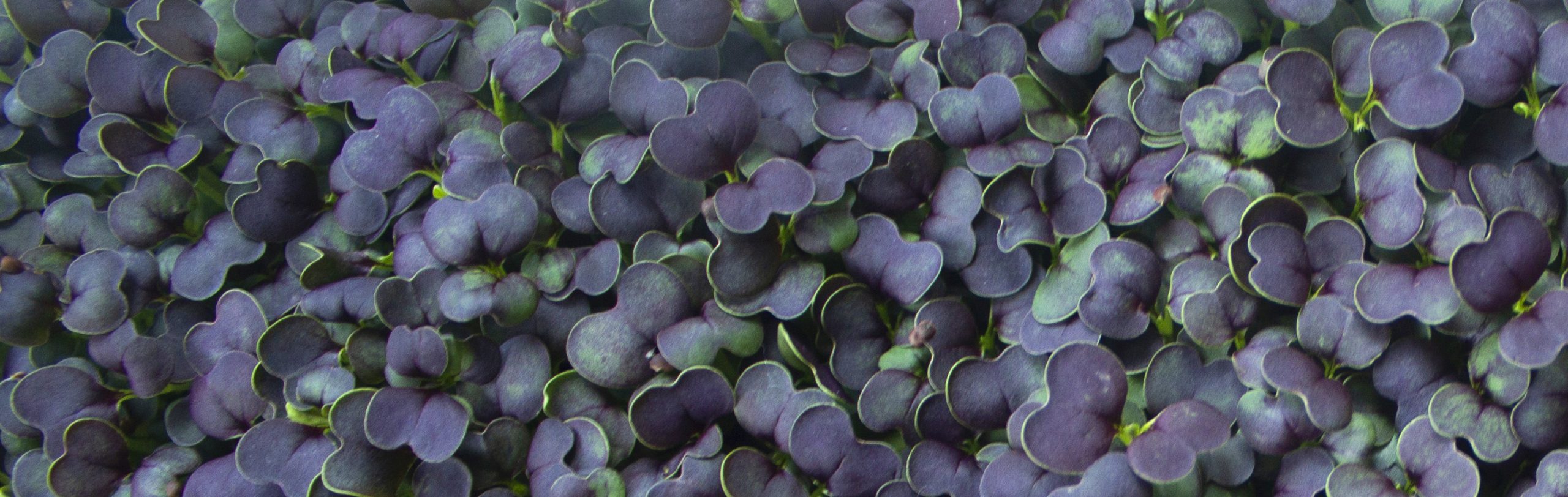 microgirl-span-greens