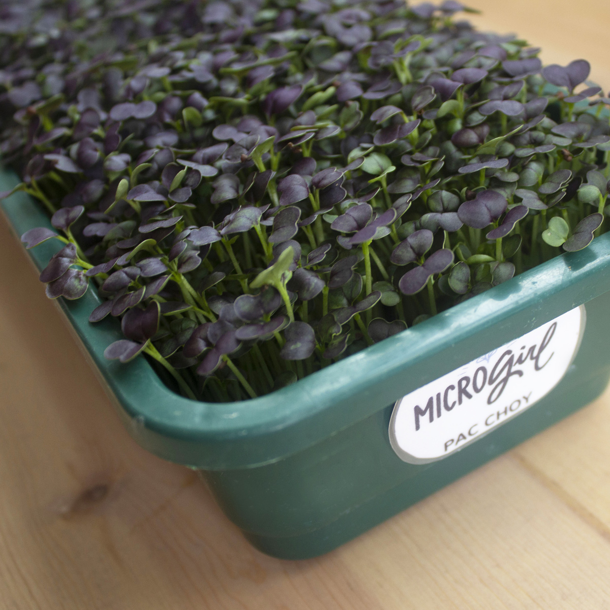 microgirl-square-growers2 Print Ad Design