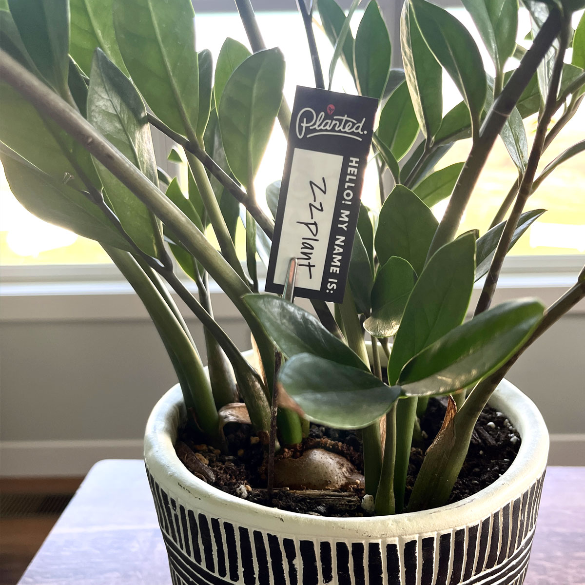 planted-square-plantstakes